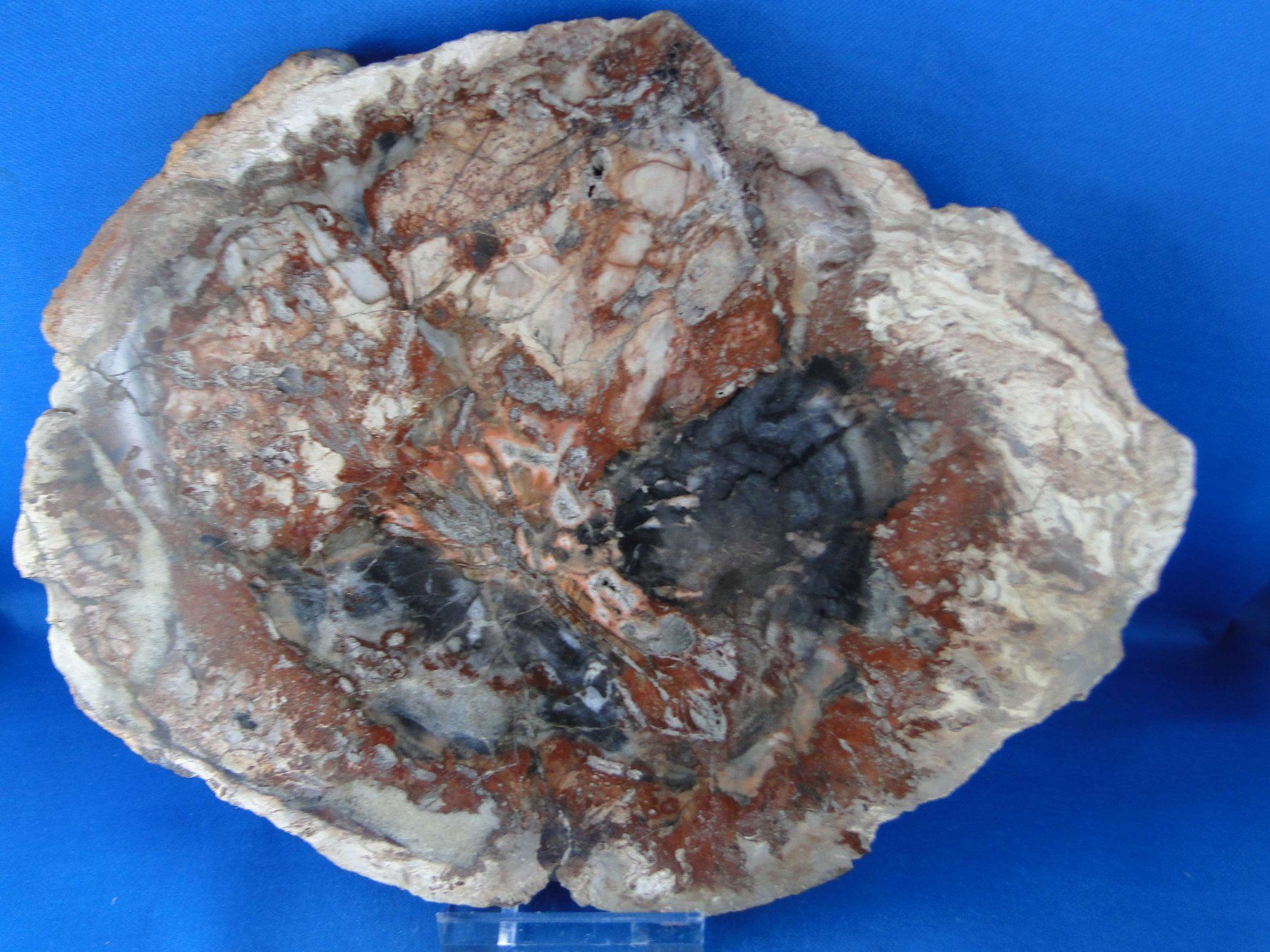 Fossili: Versteinertes Holz – Usato da Schinznach Bad venduto da Demerald 1