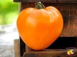 COEUR DE BOEUF ORANGE ! TOMATE RARE 10g