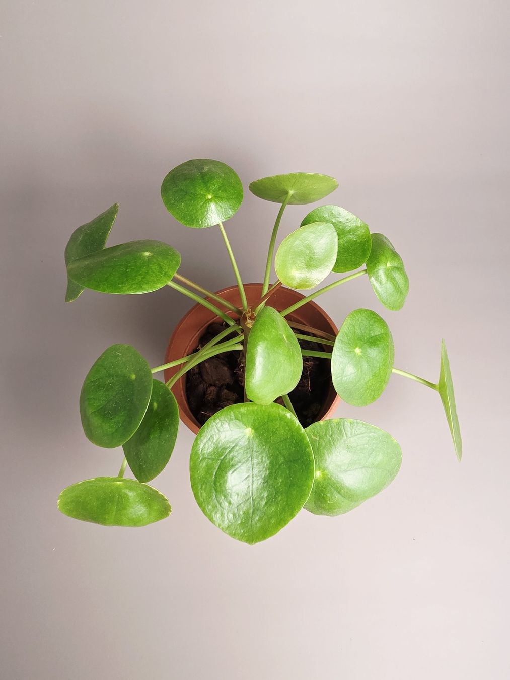 Pflanzen & Samen: Ufopflanze / Pilea peperomioides #1 – Neu (gemäss Beschreibung) aus Gerolfingen von Azora 1