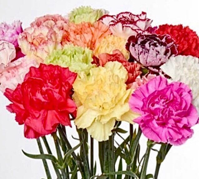 Pflanzen & Samen: 30 Samen DIANTHUS CARYOPHLUS -  Einfache Nelke MIX – Neu und originalverpackt aus Rovio von POSITIFFARTandPLANTS 4