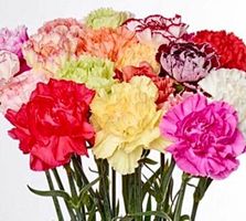 Ab 5.- fr 5 Samen DIANTHUS CARYOPHLUS -  Einfache Nelke MIX