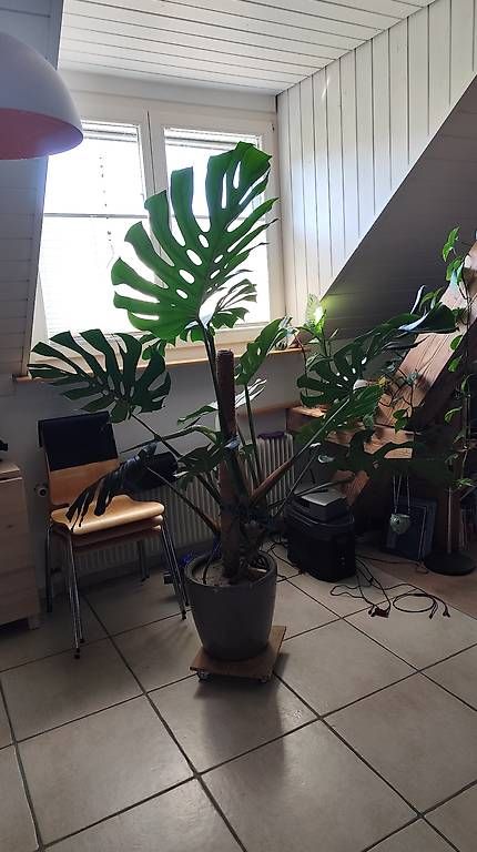 Pflanzen & Samen: Wunderschöne große Monstera  – Gebraucht aus Flurlingen von thinkfree 4