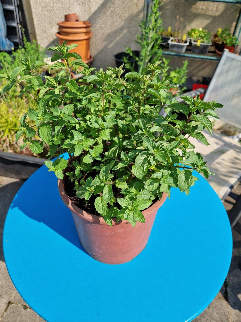 Balkon-/Terrassenpflanze: Pfefferminze (Mentha x piperita) (Gebraucht) in  Mnchenbuchsee fr CHF 9  nur Abholung auf Ricardo kaufen