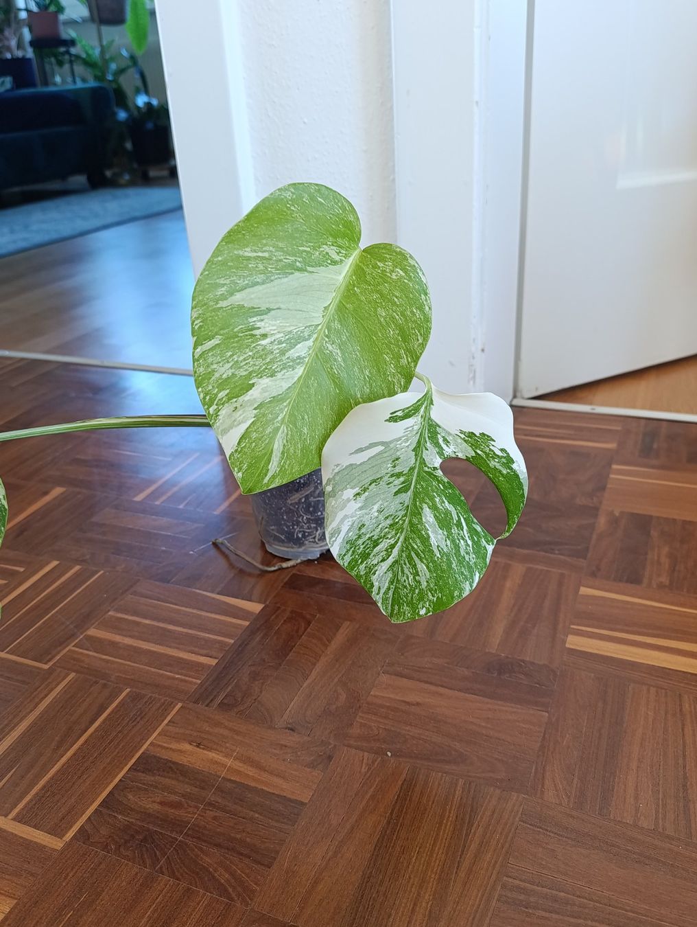 Piante & sementi: Monstera Variegata – Usato da Baar venduto da L.isa28 1