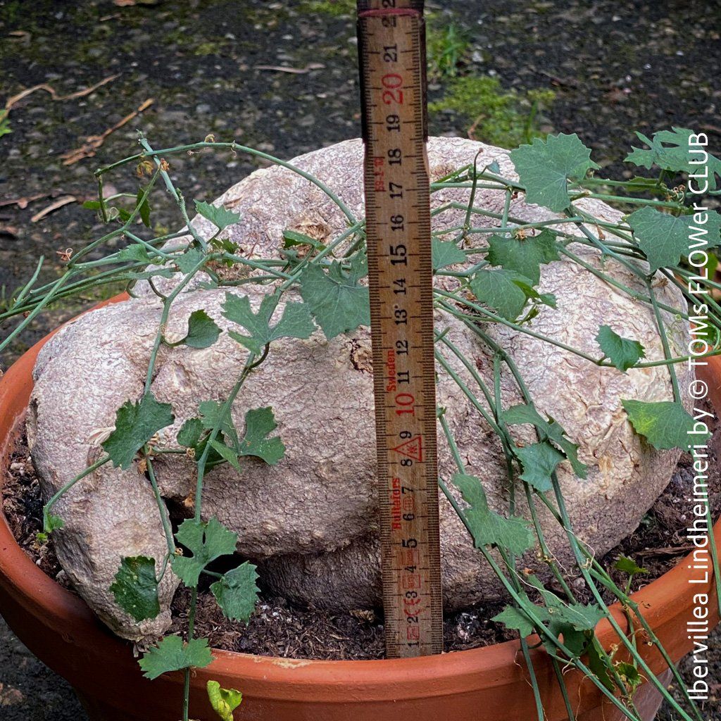 Plantes & graines: Ibervillea Lindheimeri - einfach nur einzigartig – Neuf avec emballage d'origine à Adliswil par astom369 2