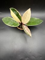 Hoya Carnosa Krimson Queen (1-13)