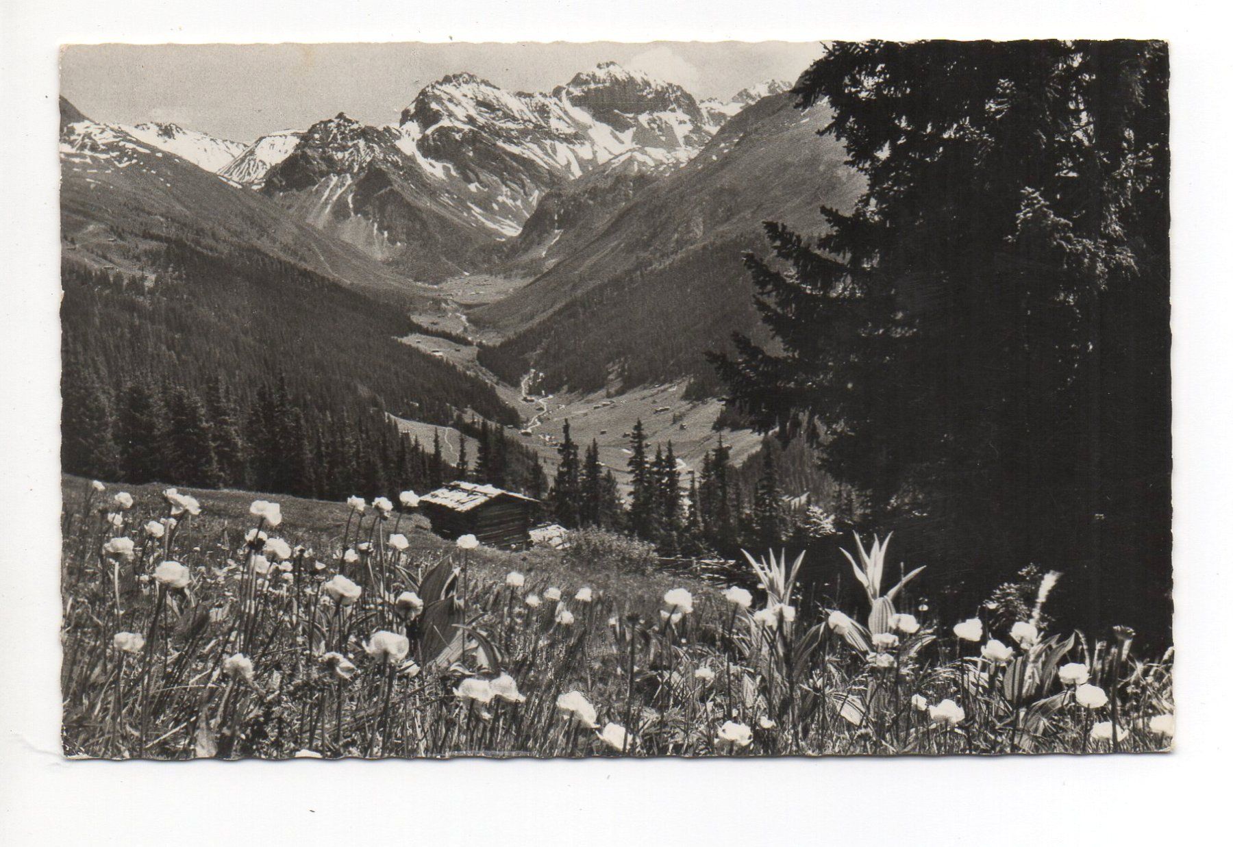 Cartoline postali: DAVOS Clavadeler-Alp - Blick auf Sertigtal – Usato da Jona venduto da philajona