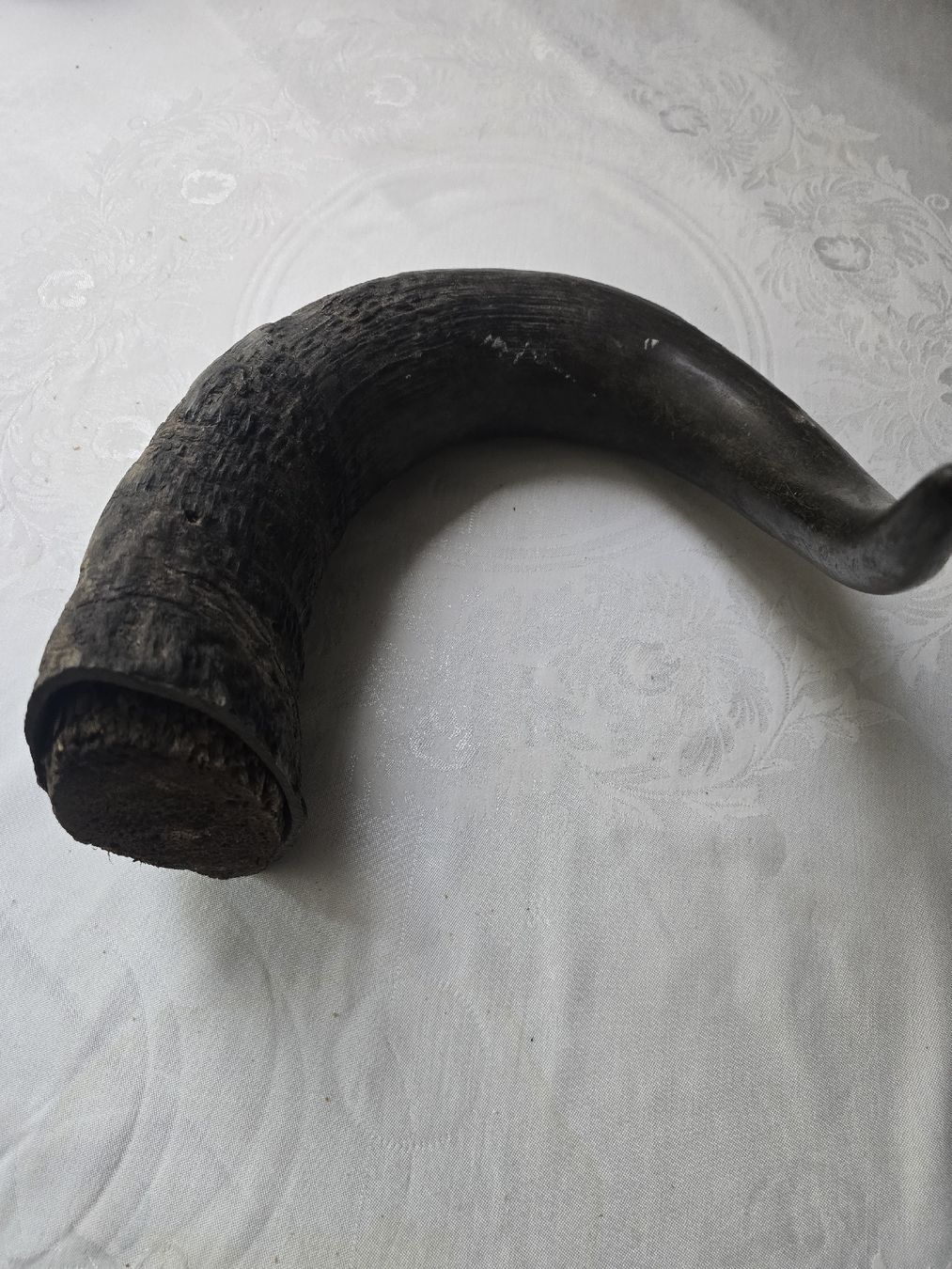 Il mondo degli animali: Animal Horn Natural Material – Usato da Bern venduto da Mr.Garcia300 1