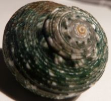 SEHR SCHÖNE TURBO CINEREUS,--MUSCHEL,---26,8 MM,--SELTEN,--