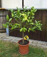 Zitronenbaum