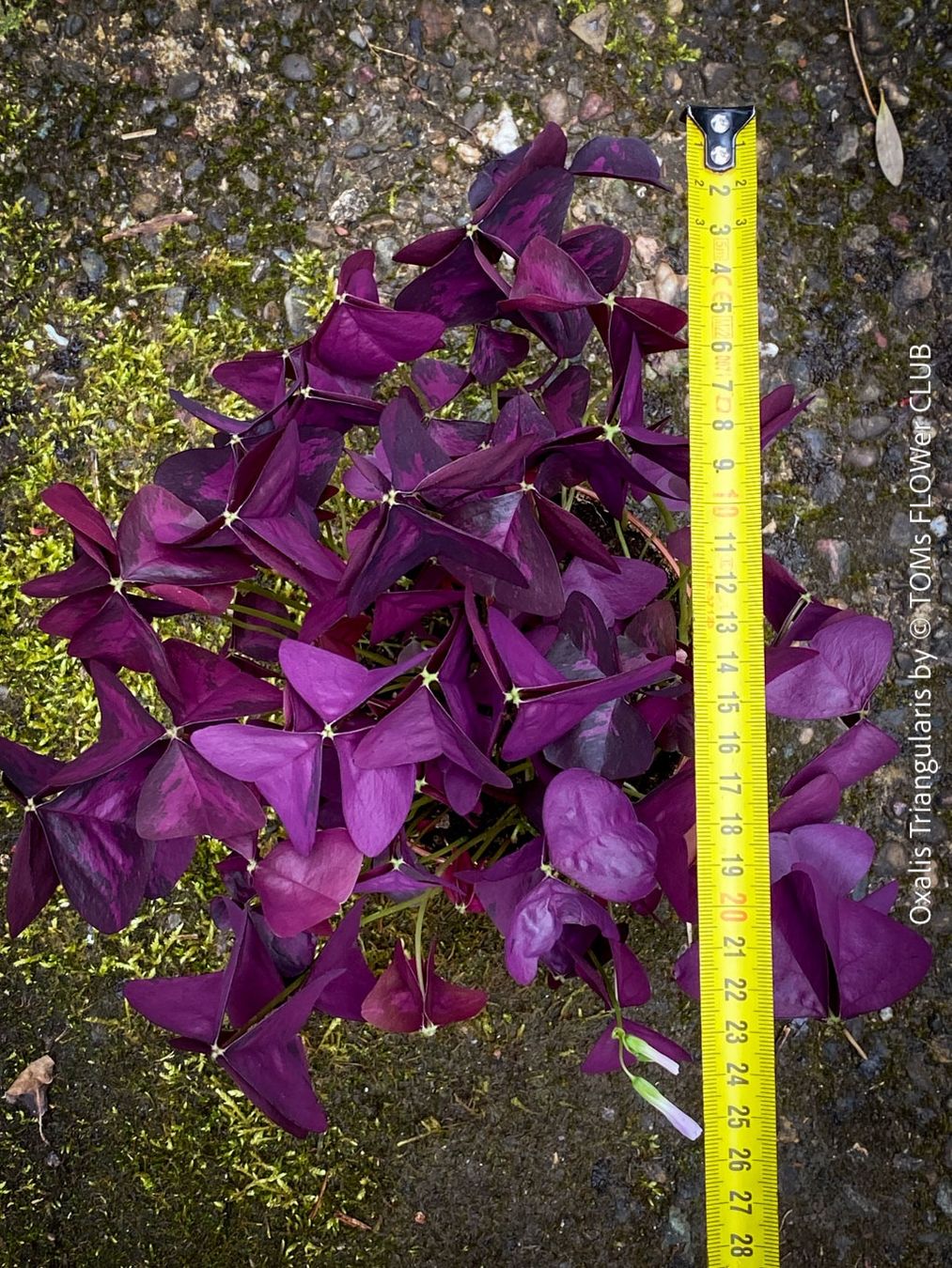 Piante & sementi: Oxalis Triangularis - Glücksklee intensiv Burgundy – Nuovo e nell'imballaggio originale da Adliswil venduto da astom369 4