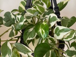 Epipremnum N’joy