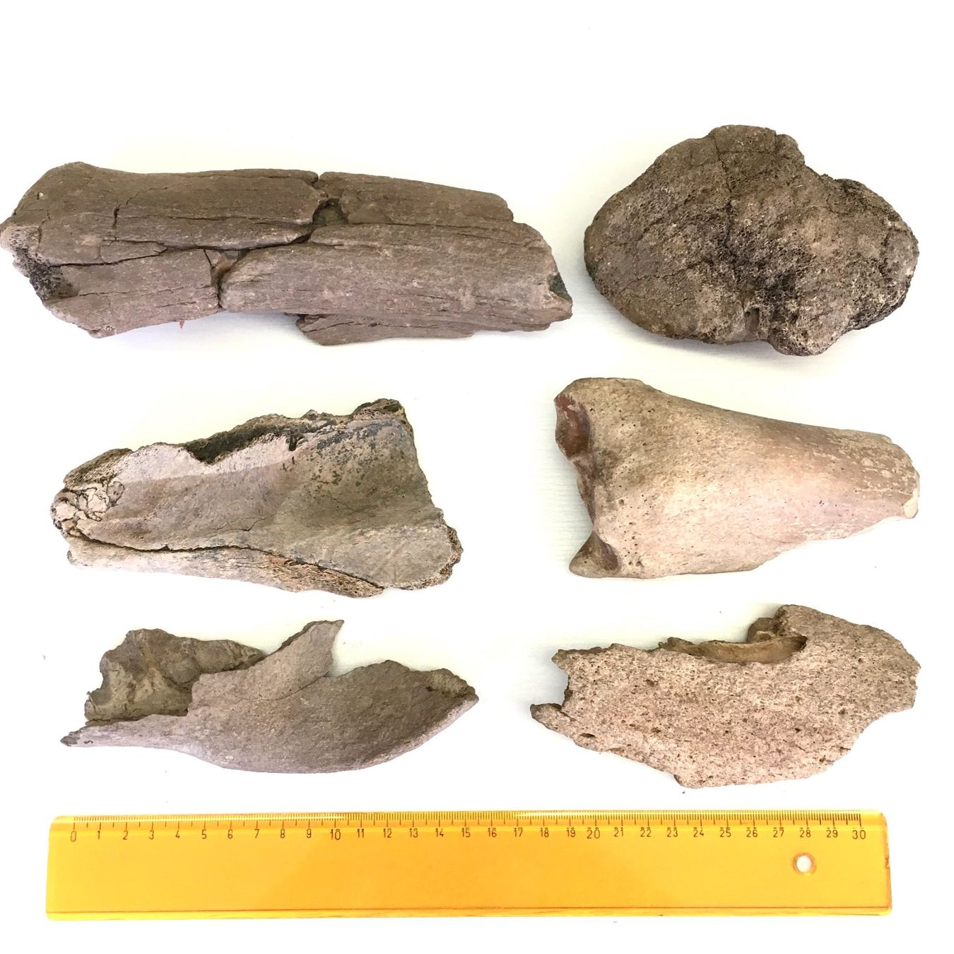 Fossili: Eiszeitliche Knochen - Konvolut - Div. Arten – Nuovo (secondo la descrizione) da Samstagern venduto da Spliti