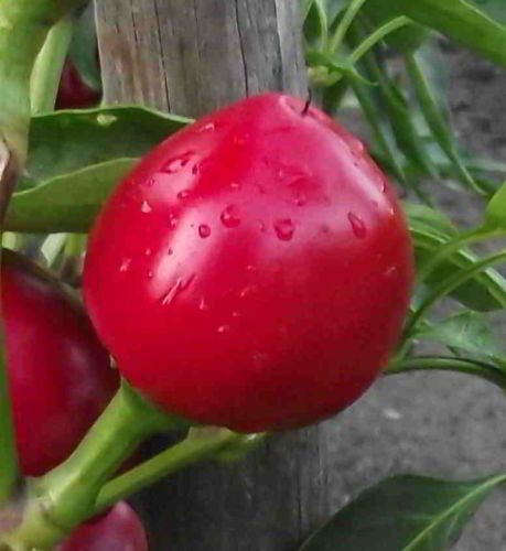 Piante & sementi: Kirschpaprika - Pflanze! – Nuovo (secondo la descrizione) da Steffisburg venduto da Petroselium