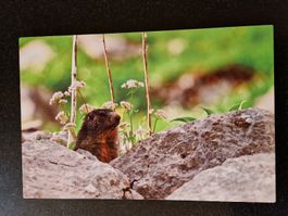 Tableau sur plaque aluminium 30cm x 45cm - marmotte