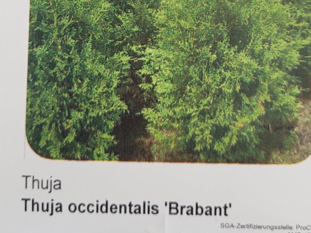 Plantes & graines: Thuja Trabant ca 1meter 30 – D'occasion à Zürich par Engel620 2
