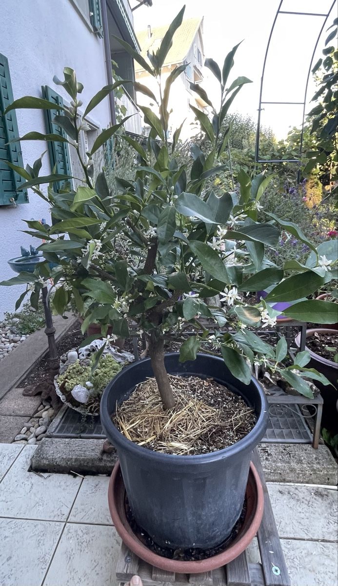 Piante & sementi: Calamondin Zitruspflanze – Nuovo (secondo la descrizione) da Bäretswil venduto da Evamaria1 5