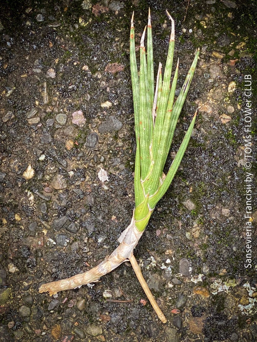 Pflanzen & Samen: Sansevieria Francisii - einzigartig schön - oder? – Neu und originalverpackt aus Adliswil von astom369 4
