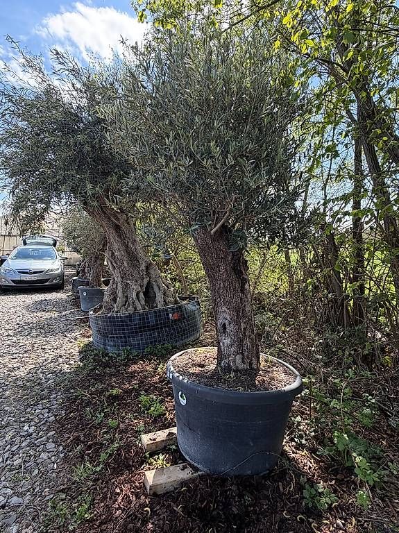 Pflanzen & Samen: Olivenbaum "Olea Europea 15" – Neu und originalverpackt aus Zuckenriet von Thur_Plant 3