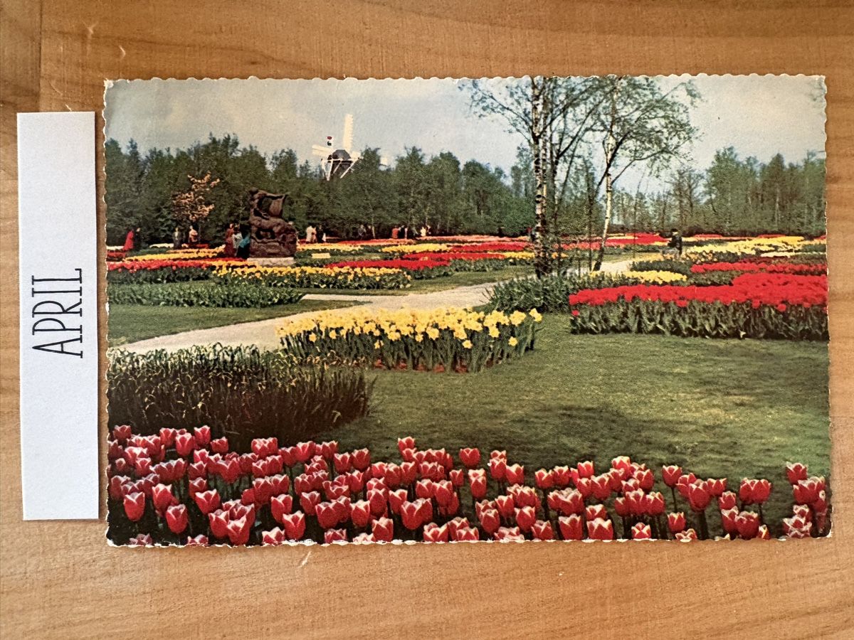 Cartoline postali: AK von Tulpen in Holland – Usato da Rümlang venduto da Kartenpost1