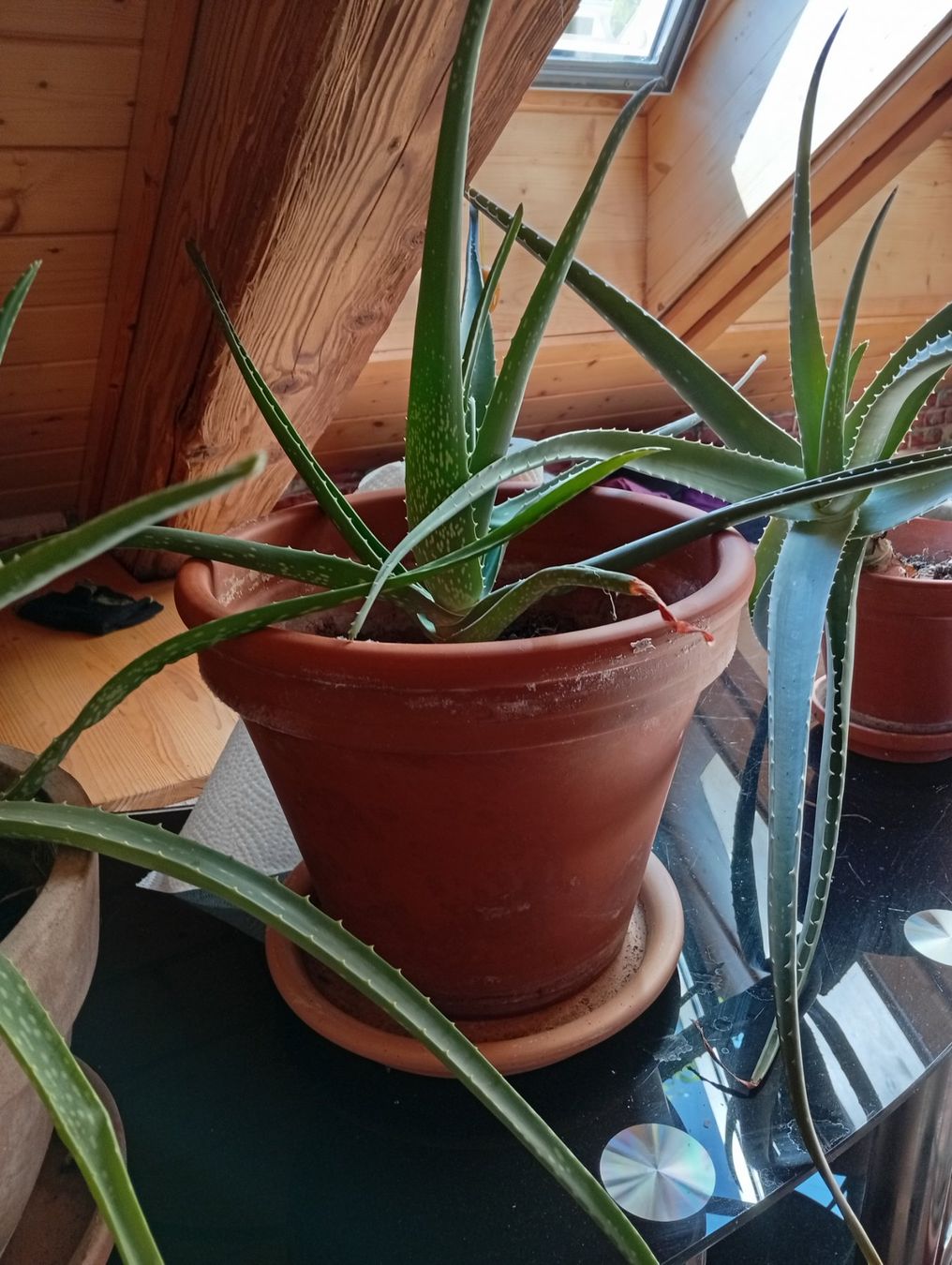Piante & sementi: Bio Aloe Vera – Nuovo (secondo la descrizione) da Prez-vers-Noréaz venduto da ben_gjn8 6