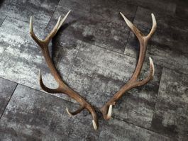 Abwurfstangen von 12-ender Kronenhirsch (GR)
