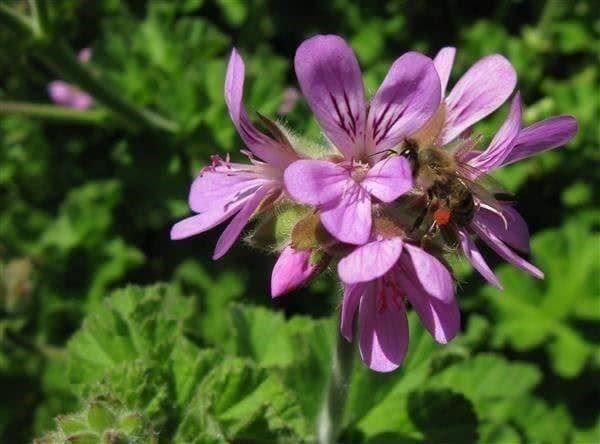 Piante & sementi: Pelargonium CAPITATUM (ODEUR DE ROSE) 10g – Nuovo (secondo la descrizione) da Bremblens venduto da FIBONACCI369
