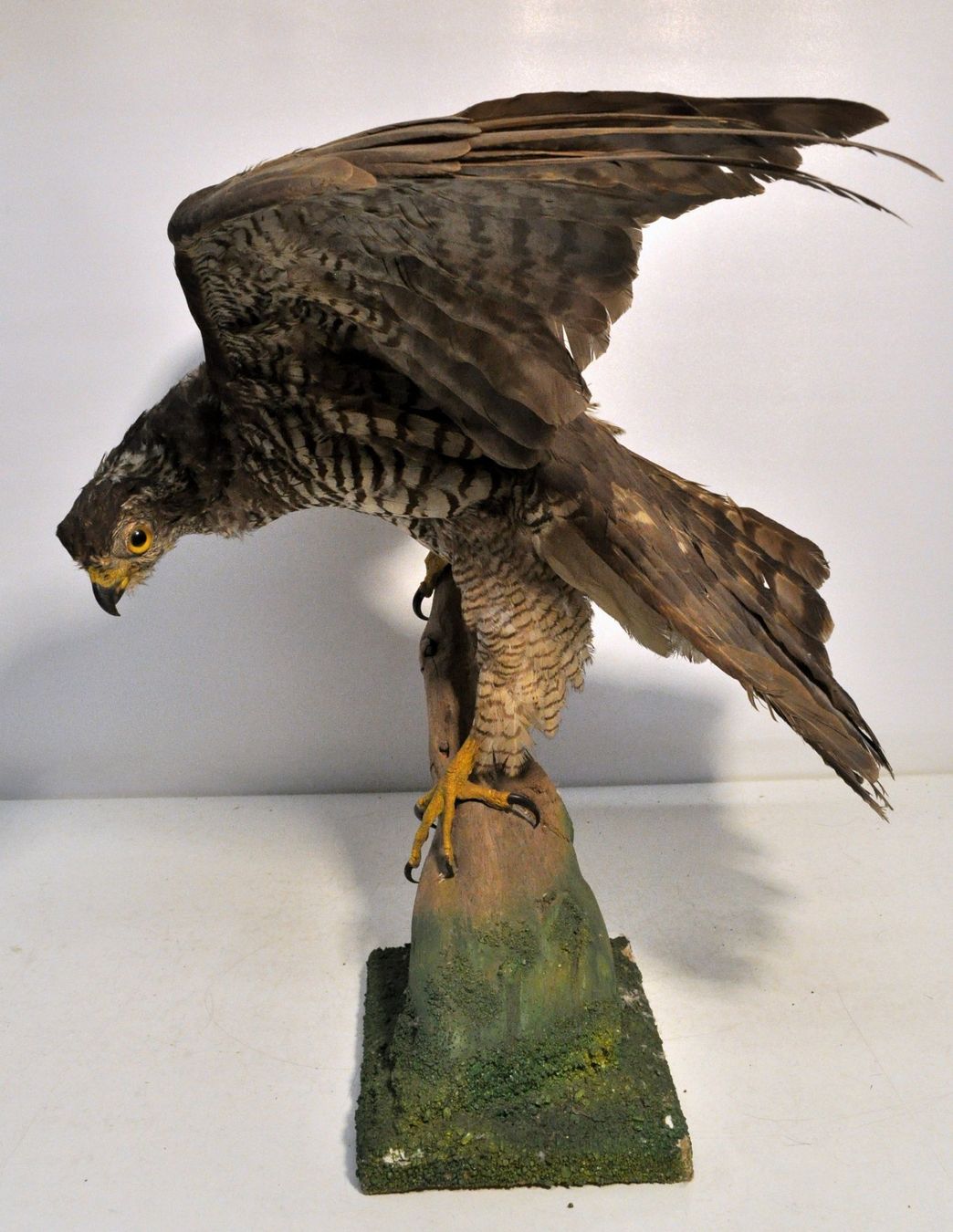 Welt der Tiere: Rapace naturalisé – Gebraucht aus Neuchâtel von Neuchatel 1