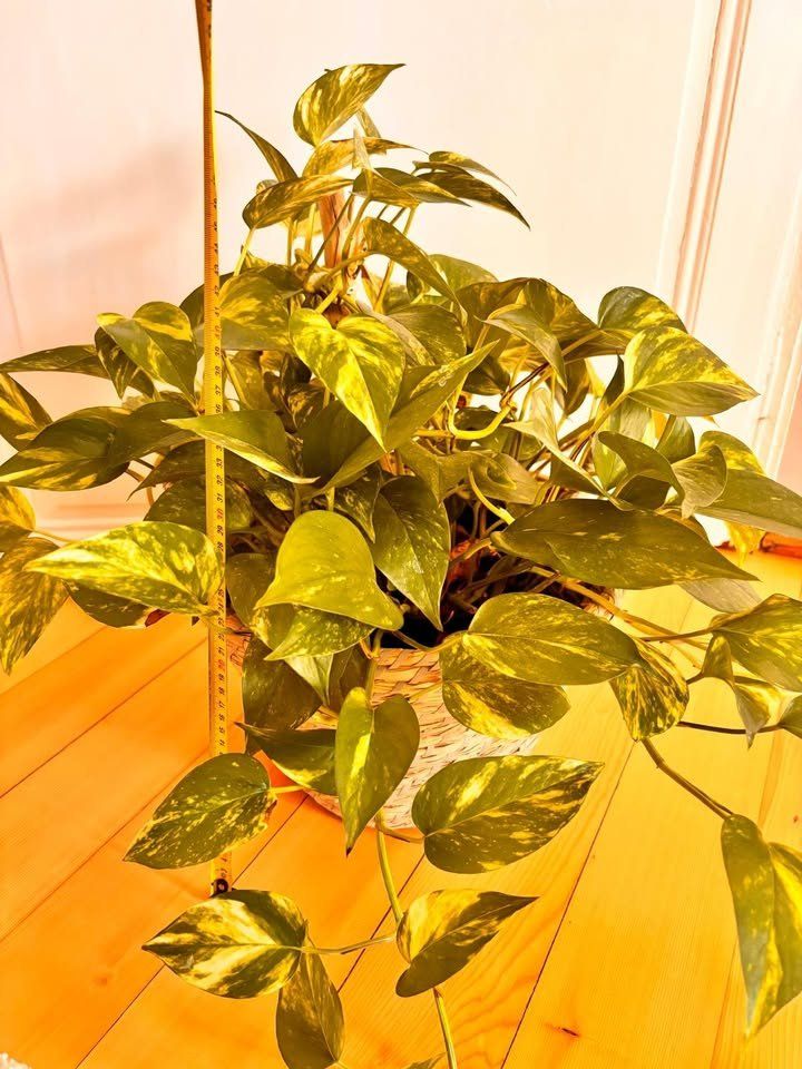 Piante & sementi: Belle plante verte Pothos + Panier – Usato da Romainmôtier venduto da val_r8sn 3