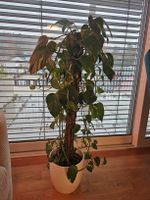 Grosse Monstera Monkey Mask inkl. Topf 