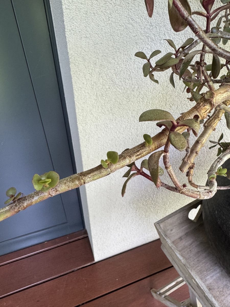 Piante & sementi: Geldbaum alt – Usato da Abtwil SG venduto da monchy01 2