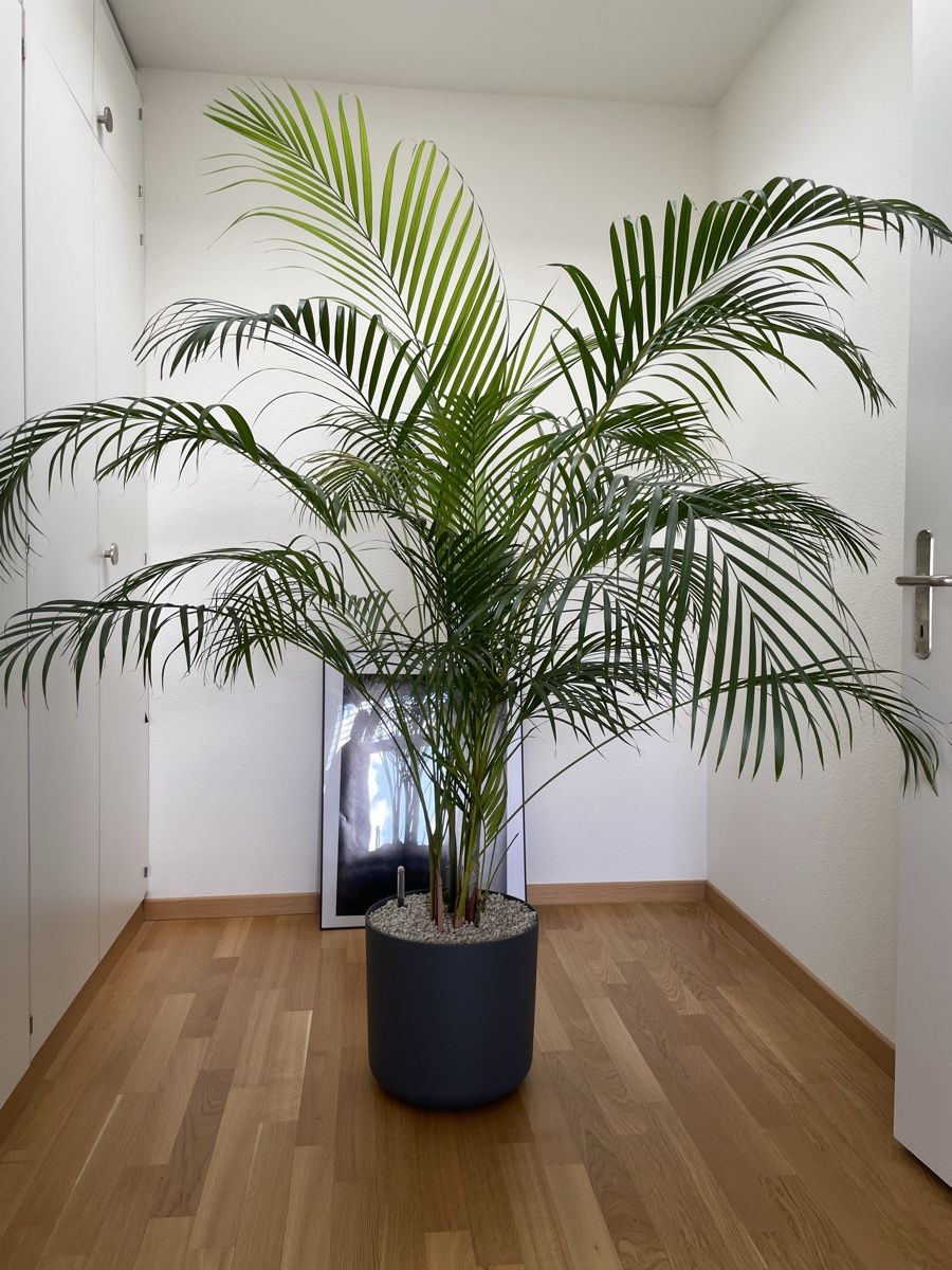 Piante & sementi: Goldfruchtpalme XXL – Nuovo (secondo la descrizione) da Zürich venduto da Steinmarom