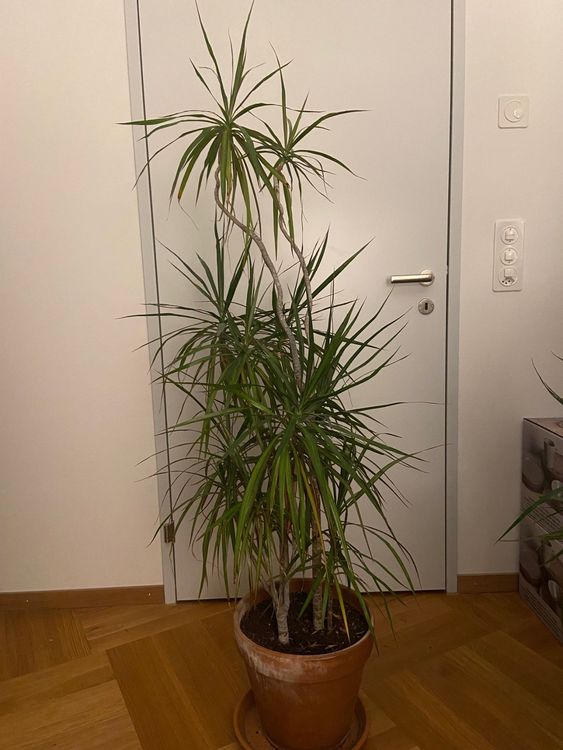 Ikea Palme Kaufen auf Ricardo