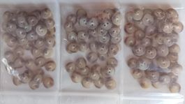 Knöpfe Kunststoff 12mm 50Stk. pro Pack