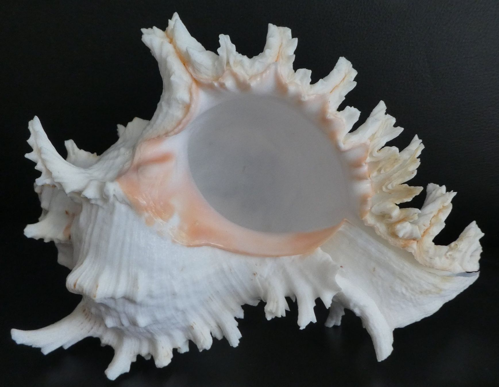 Tutte le decorazioni: Echte Muschelsammlung,  grosse Stücke! – Usato da Diessenhofen venduto da Hundeseele 2
