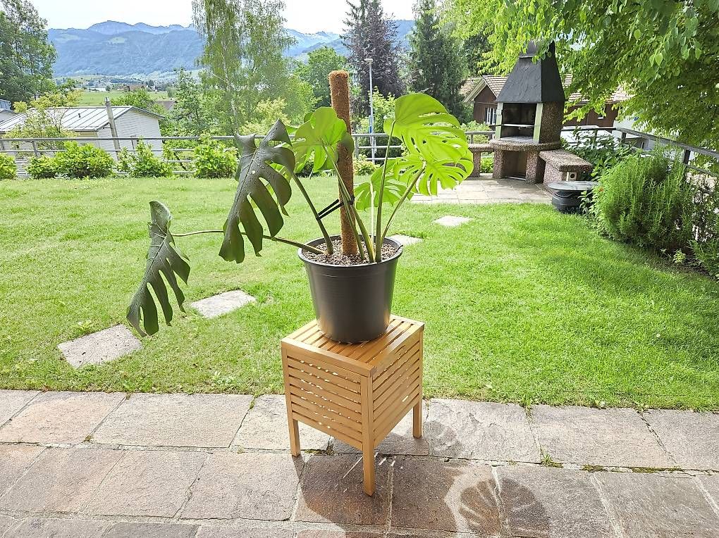 Piante & sementi: Monstera Deliciosa – Usato da Jona venduto da pau_g7rc 1