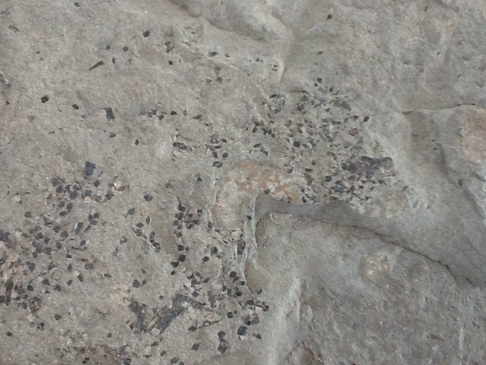 Fossili: Fossilien aus Holzmaden – Usato da Olten venduto da smiples 3