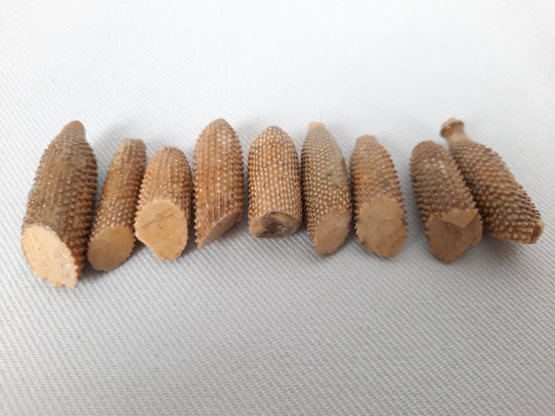 Fossiles: Fossile Seeigel – D'occasion à Beinwil am See par Restwert_Beinwil 3