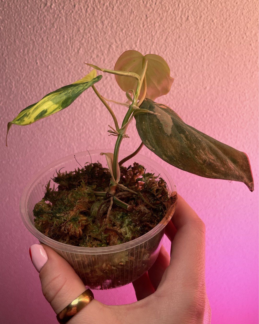 Piante & sementi: Philodendron Micans Ferrari – Usato da Suhr venduto da Planted.by.two 1