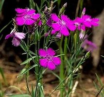Wilde Feldnelke 30 Samen. 🌺 Clou de girofle sauvage 30 gra