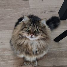 Profile image of Turini69