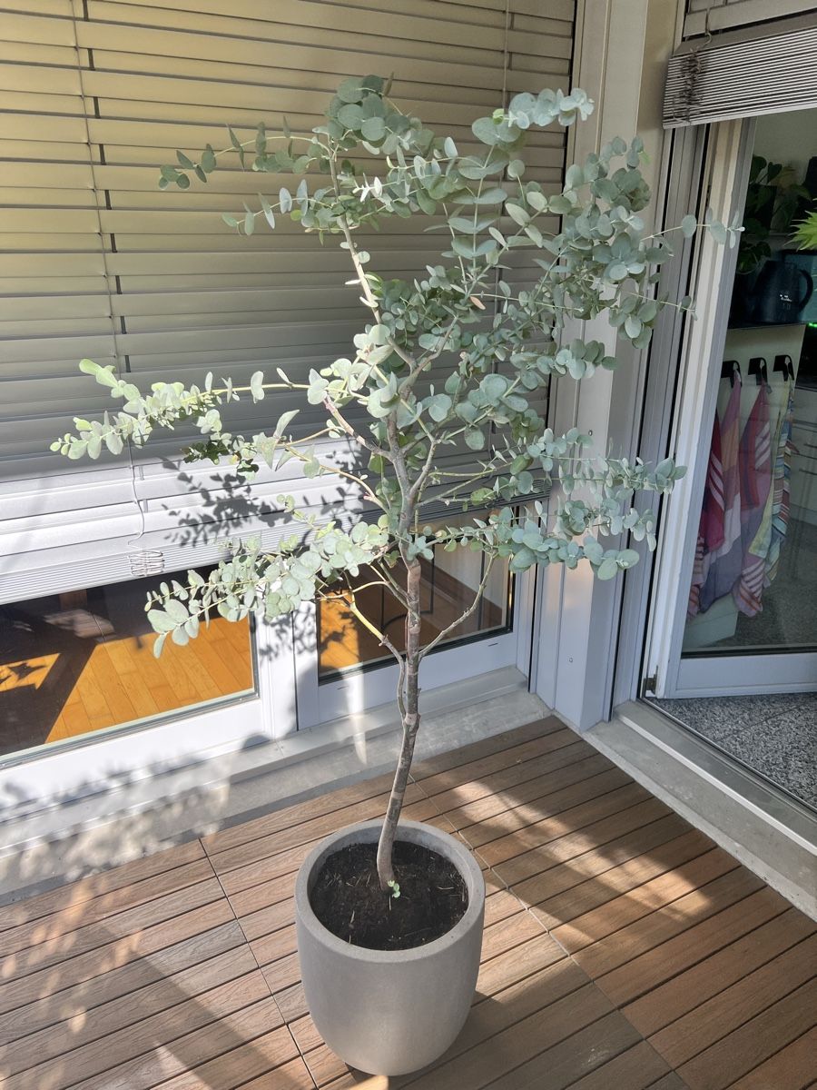 Piante & sementi: Eukalyptus Baum im Topf – Usato da Zürich venduto da Mariesieger 6
