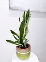 Sansevieria Pflanze Golden Flame Plant w/ Ceramic Pot 65 cm