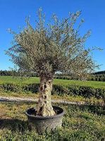 Aktion Olivenbaum "Olea Europea 7 "Winterhart"