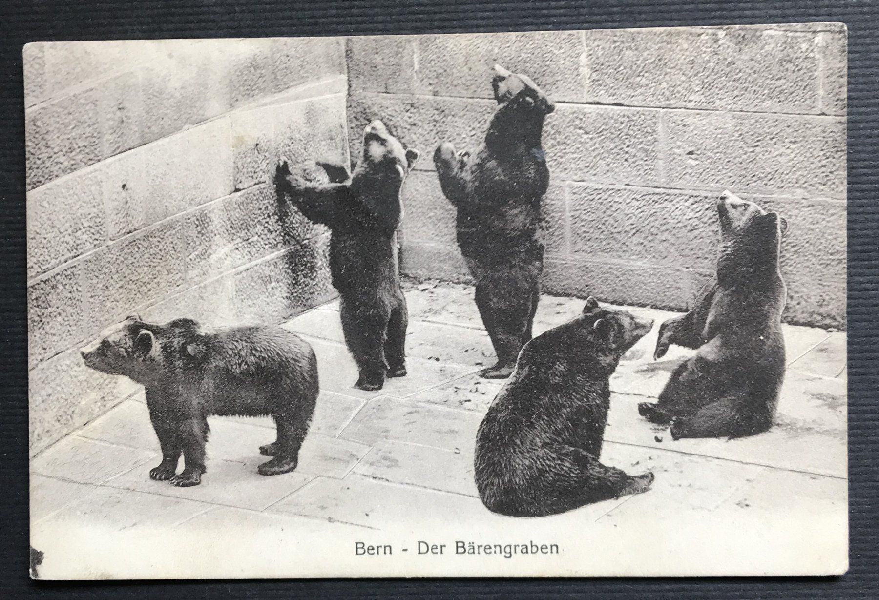 Cartoline postali: ALTE ANSICHTSKARTE BERN BÄREN – Usato da Ostermundigen venduto da Heavenmaus75