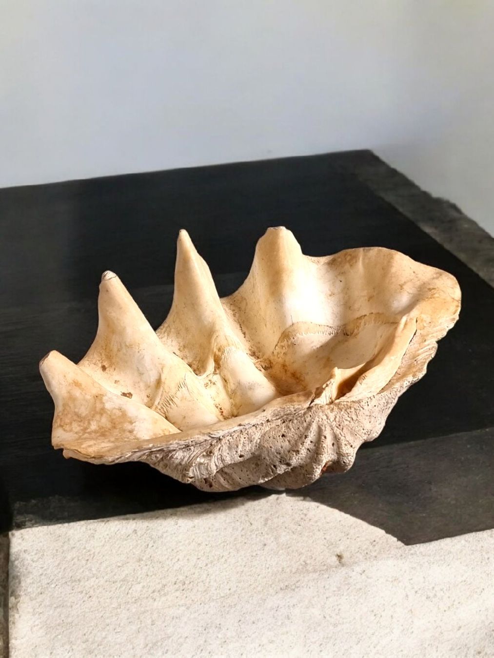 Fossilien: Riesenmuschel aus Indonesien – Gebraucht aus Zürich von Zuerichparis08 4