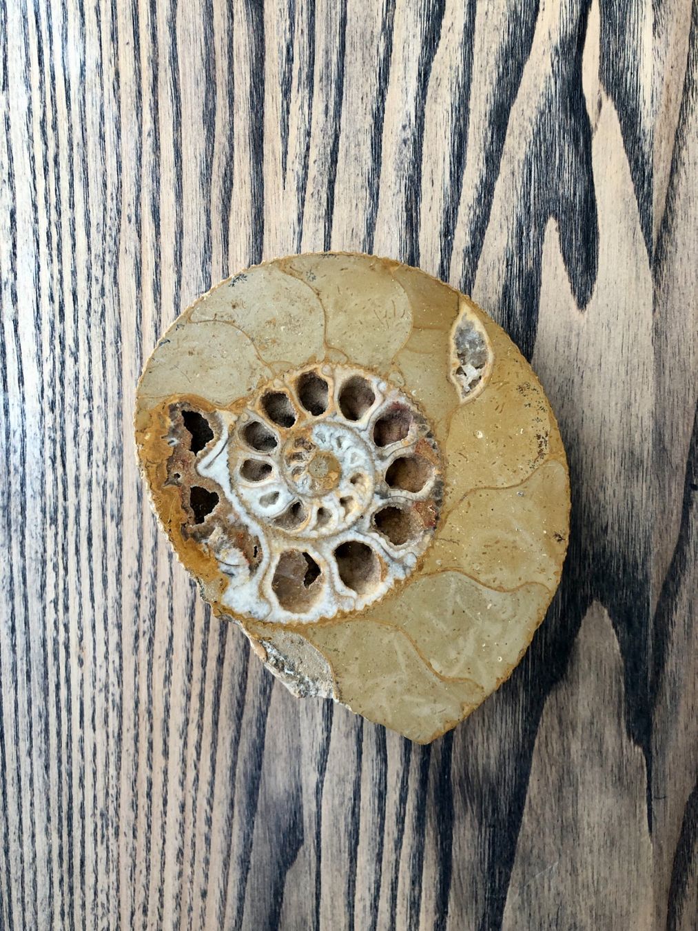Fossili: Ammonit Fossil ca. 10.5 cm – Usato da Berg am Irchel venduto da Zweiti_Chance
