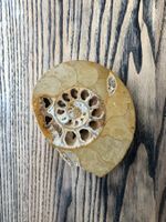 Ammonit Fossil ca. 10.5 cm
