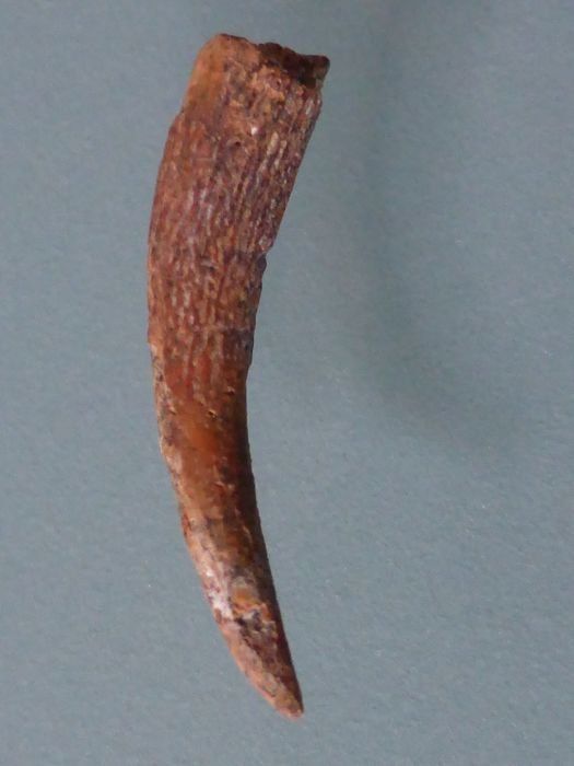 Fossili: Flugsaurierzan Siroccopteryx moroccensis – Usato da schüpfen venduto da rica122 1