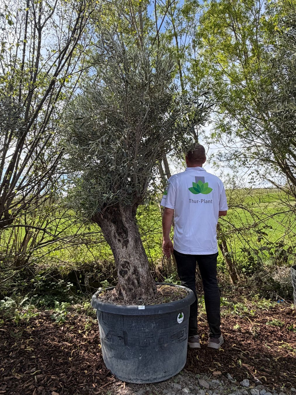 Pflanzen & Samen: Olivenbau "Olea Europea 17" Versand möglich – Neu und originalverpackt aus Zuckenriet von Thur_Plant 1